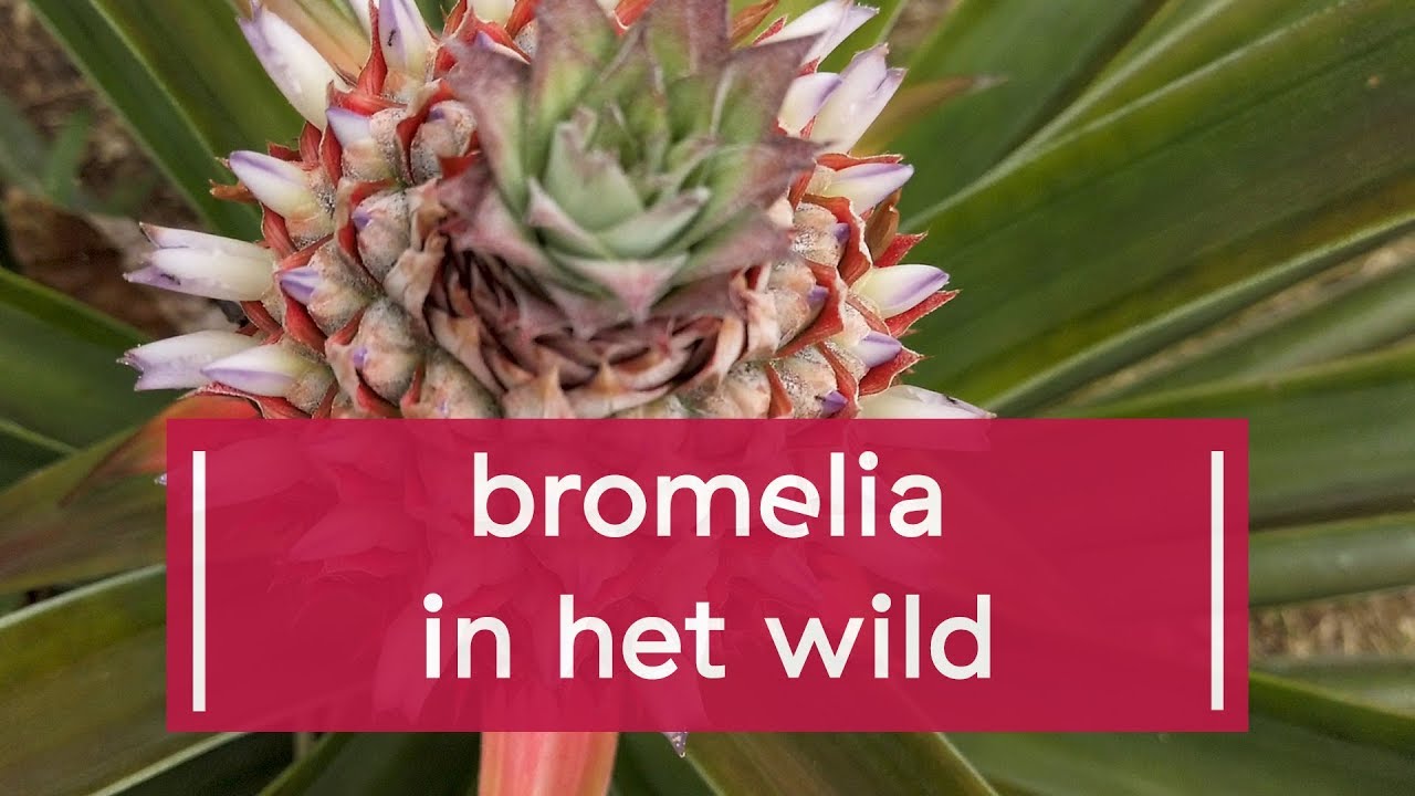 Bromelia in het wild