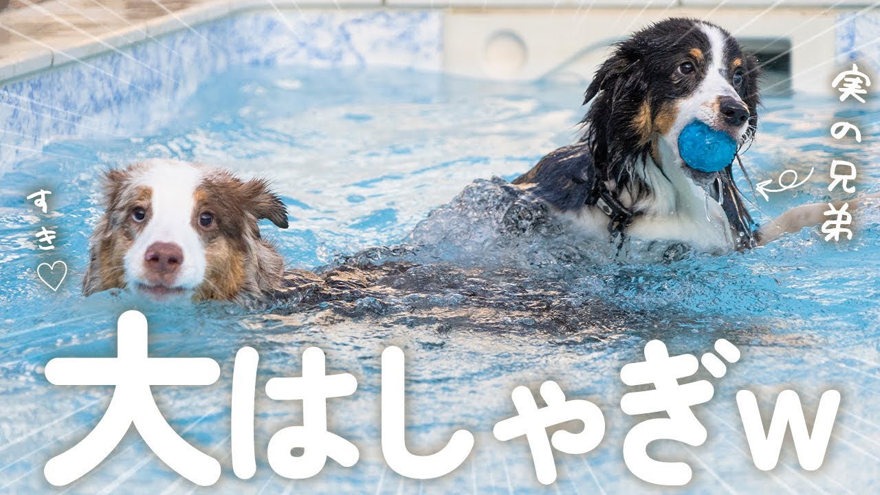 兄弟との1ヶ月ぶりの再会したら季節関係なくはしゃいでて可愛いすぎた😂【オーストラリアンシェパード・ボーダーコリー】