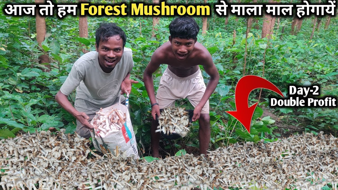 आज तो हम Forest Mushroom से माला माल होगायें | Day 2 कितना Profit हुआ | Jabaram Vlogs