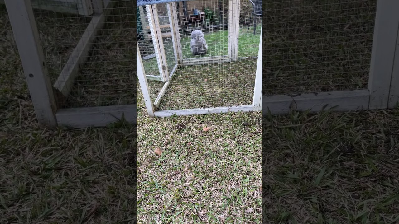 Girls in the garden #2024 #australia #chickens #silkies #chickenbreeds #chickentypes #backyard