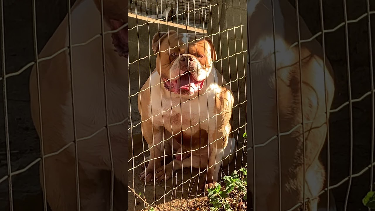 New Iron e Miss - American Bulldog