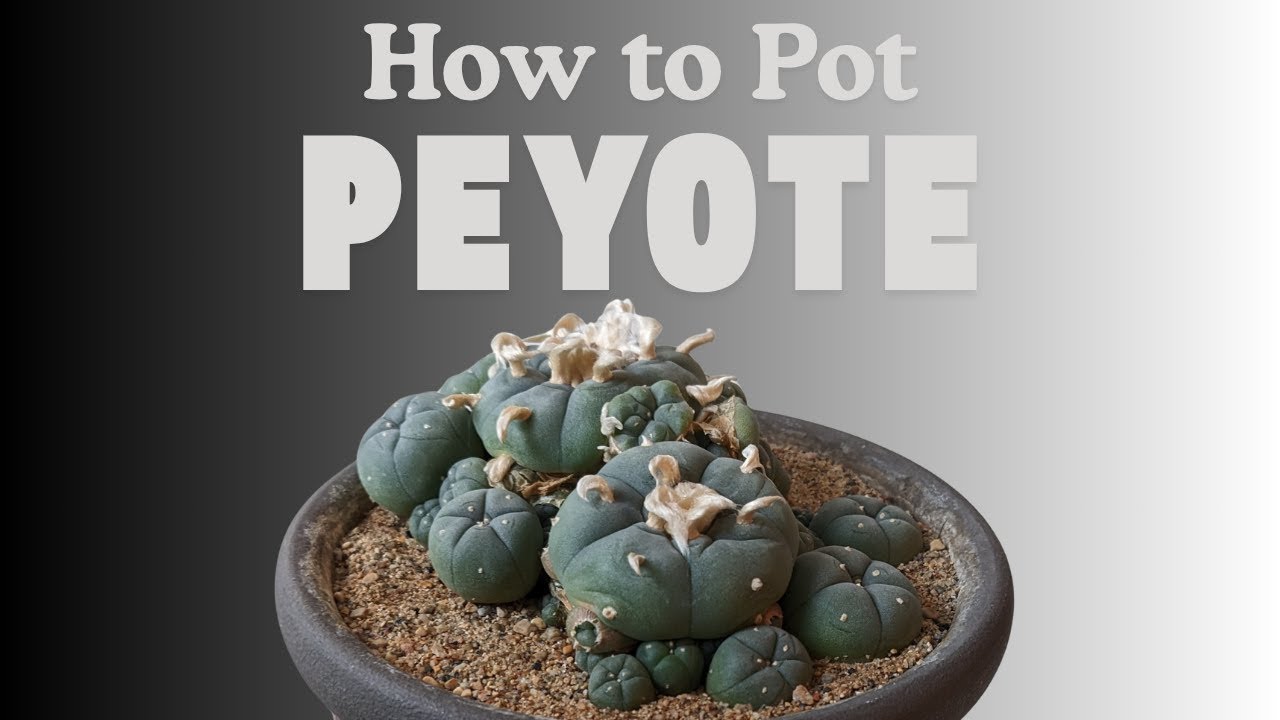 How to Pot a Peyote Cactus