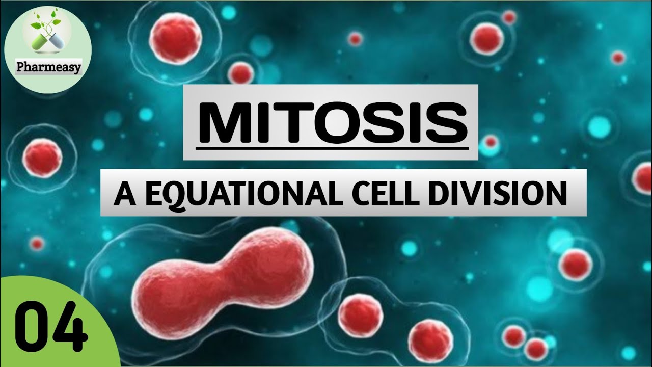 Mitosis || somatic cell division || equational divsion