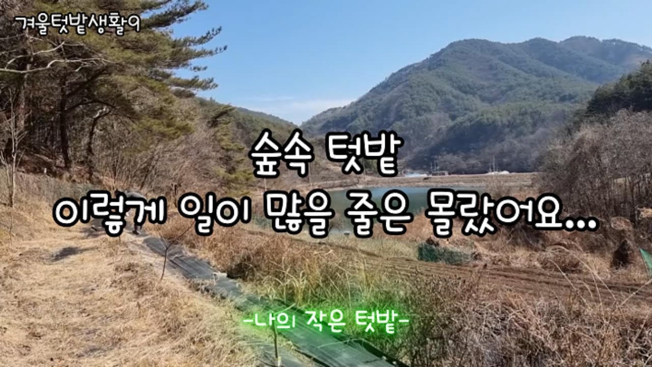 숲속 텃밭 이렇게 일이 많을 줄은 몰랐어요.../텃밭 주변 마른풀 정리/감나무 가지치기하였어요