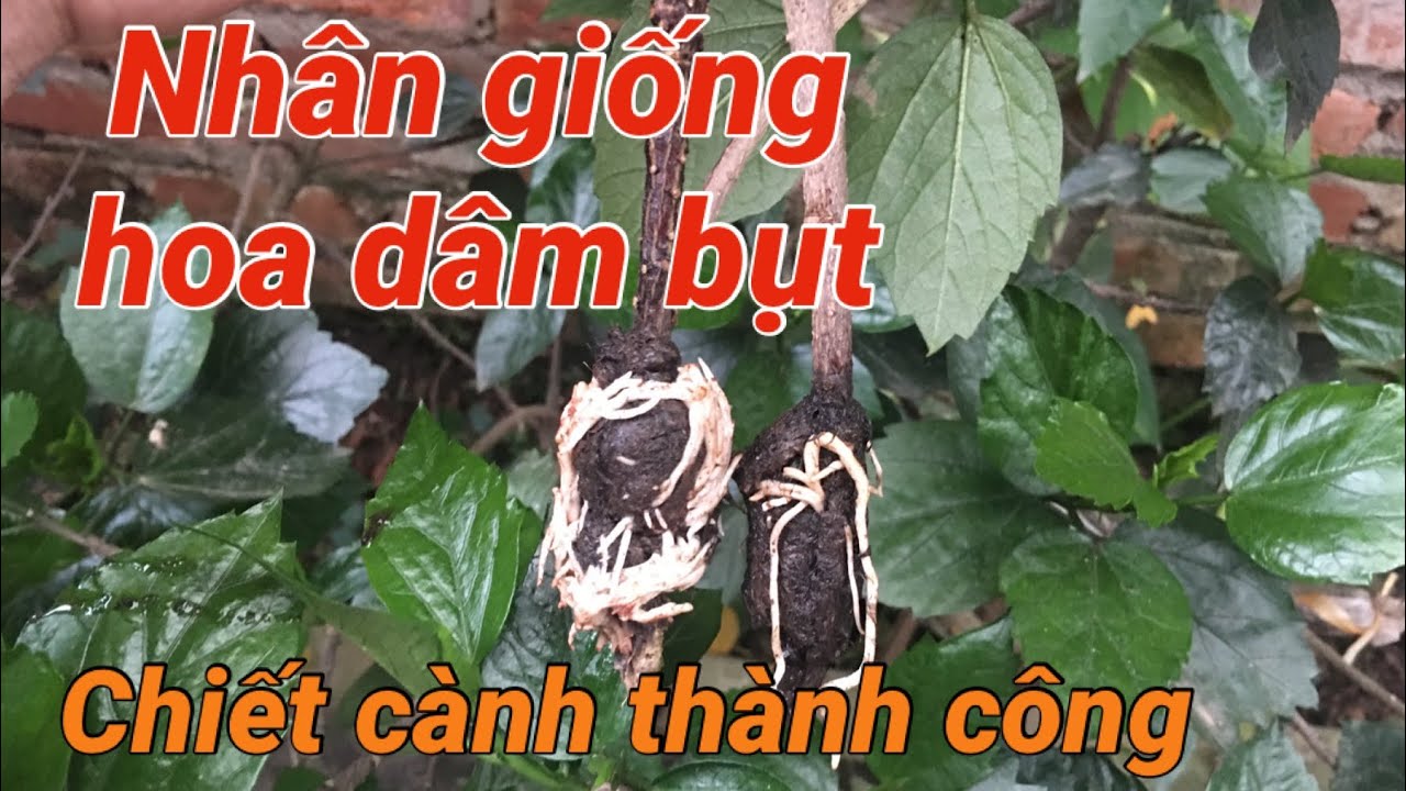 Dâm bụt kép vàng loại hoa dâm bụt đẹp nhất. Cách chiết hoa dâm bụt | S Garden