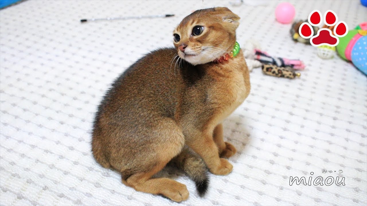 こわ！三毛猫こわ！初めて仔猫との対面【瀬戸の猫部屋日記】Scary! First meeting with kittens and Mi-ke.