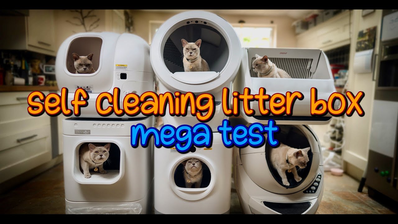 Мега-тест самоочищающегося лотка: обзор робота-уборщика LITTER-ROBOT 4