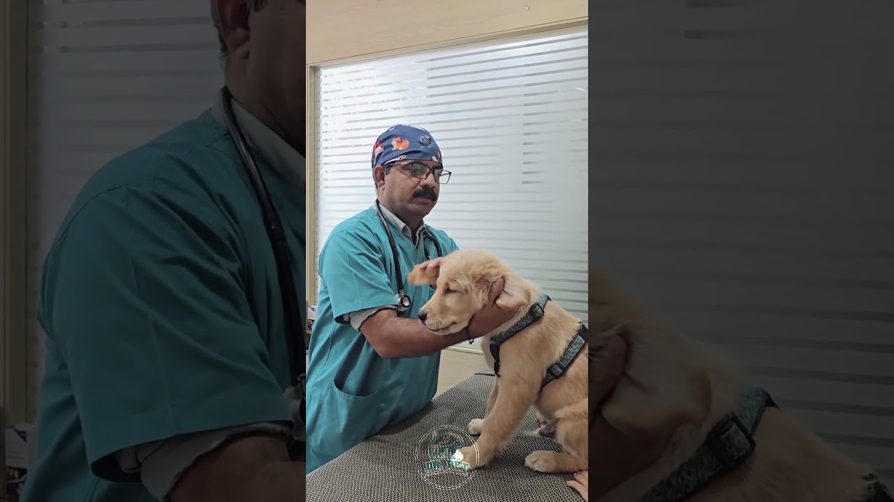 Dr. Pet Pune Branch no- 4 Sinhagad Road