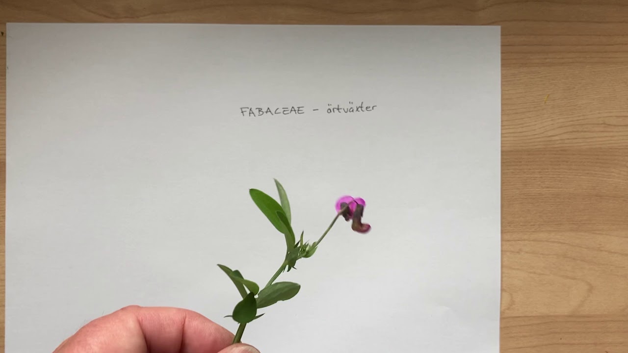Ärtväxter, familjen Fabaceae. Hur känner man igen dem?