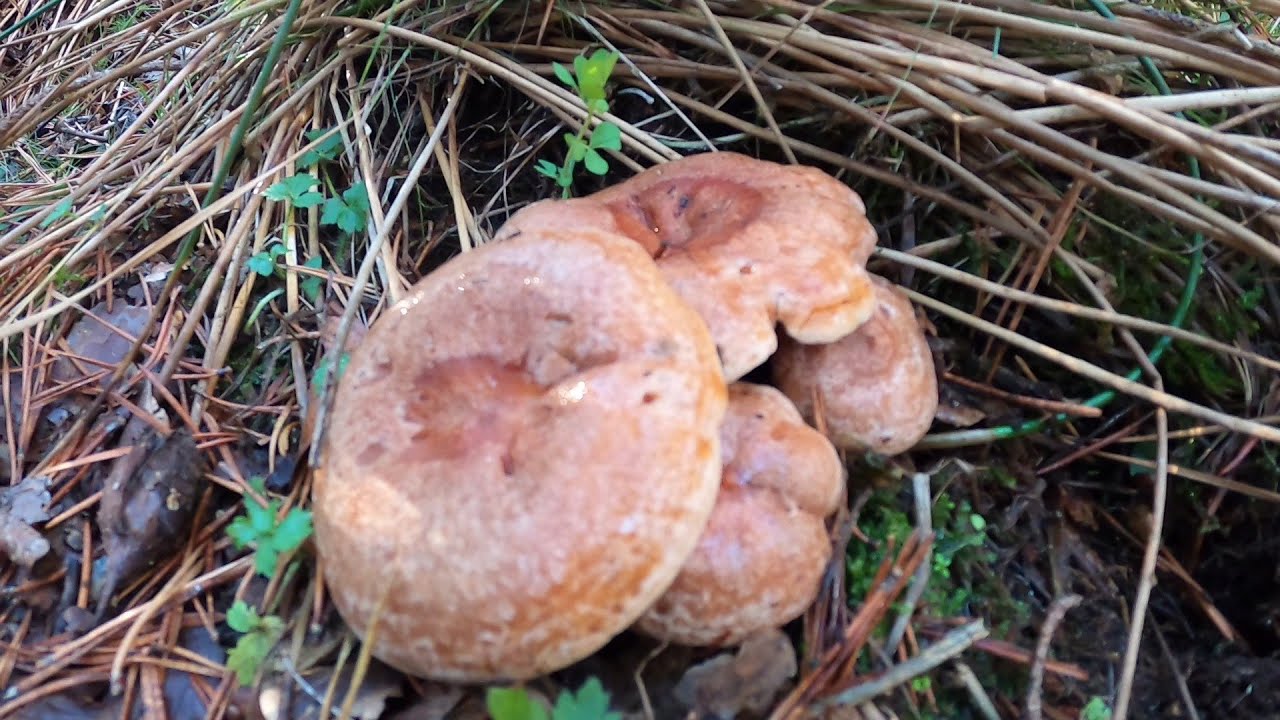 Primeros níscalos / rebollones de 2025 🍄 | Cómo encontrarlos
