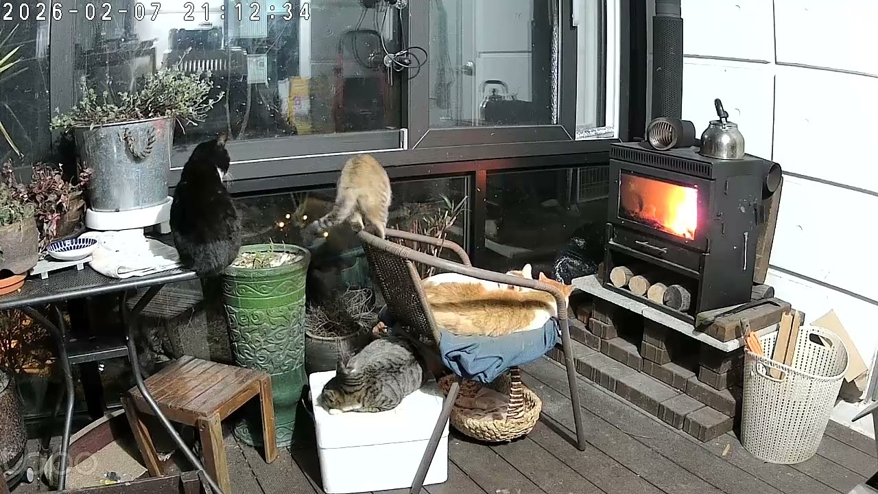난로앞 마당냥이들 