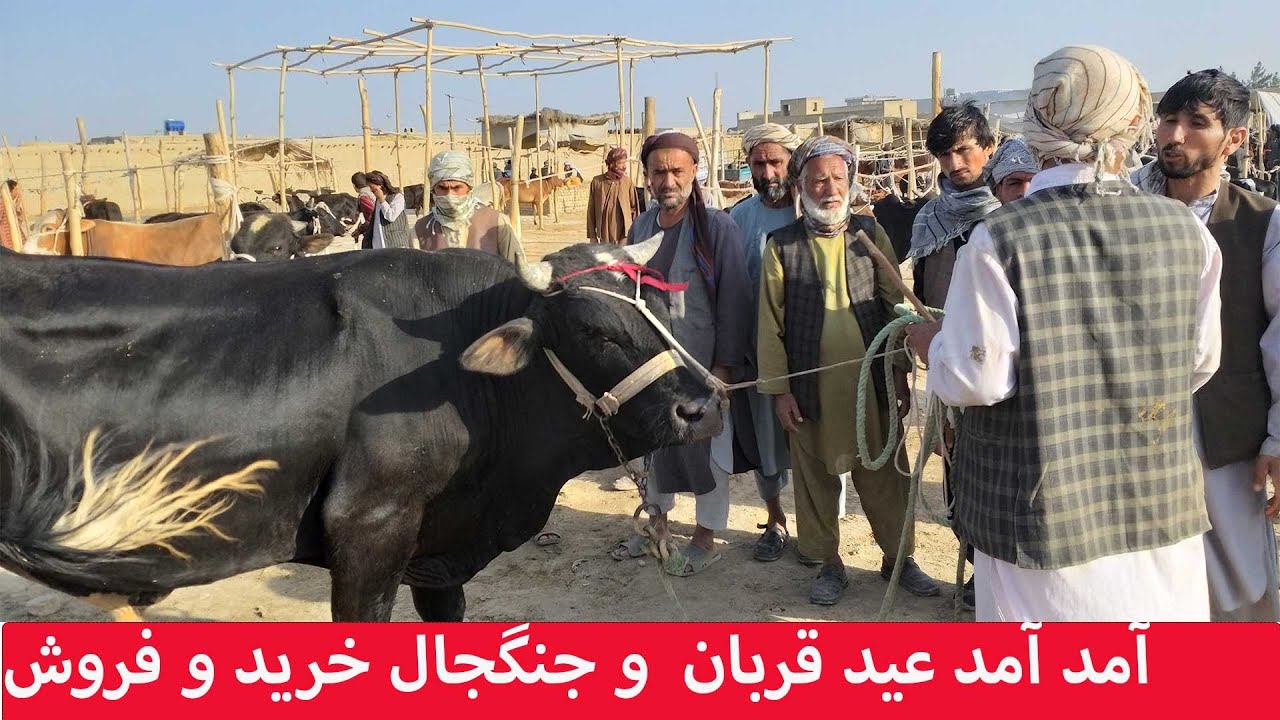 آمد آمد عید قربان و آسمانی شدن قیمت های گاو و گوسفند | عید قربان | مزار شریف | قیمت یگ گاو چند است؟