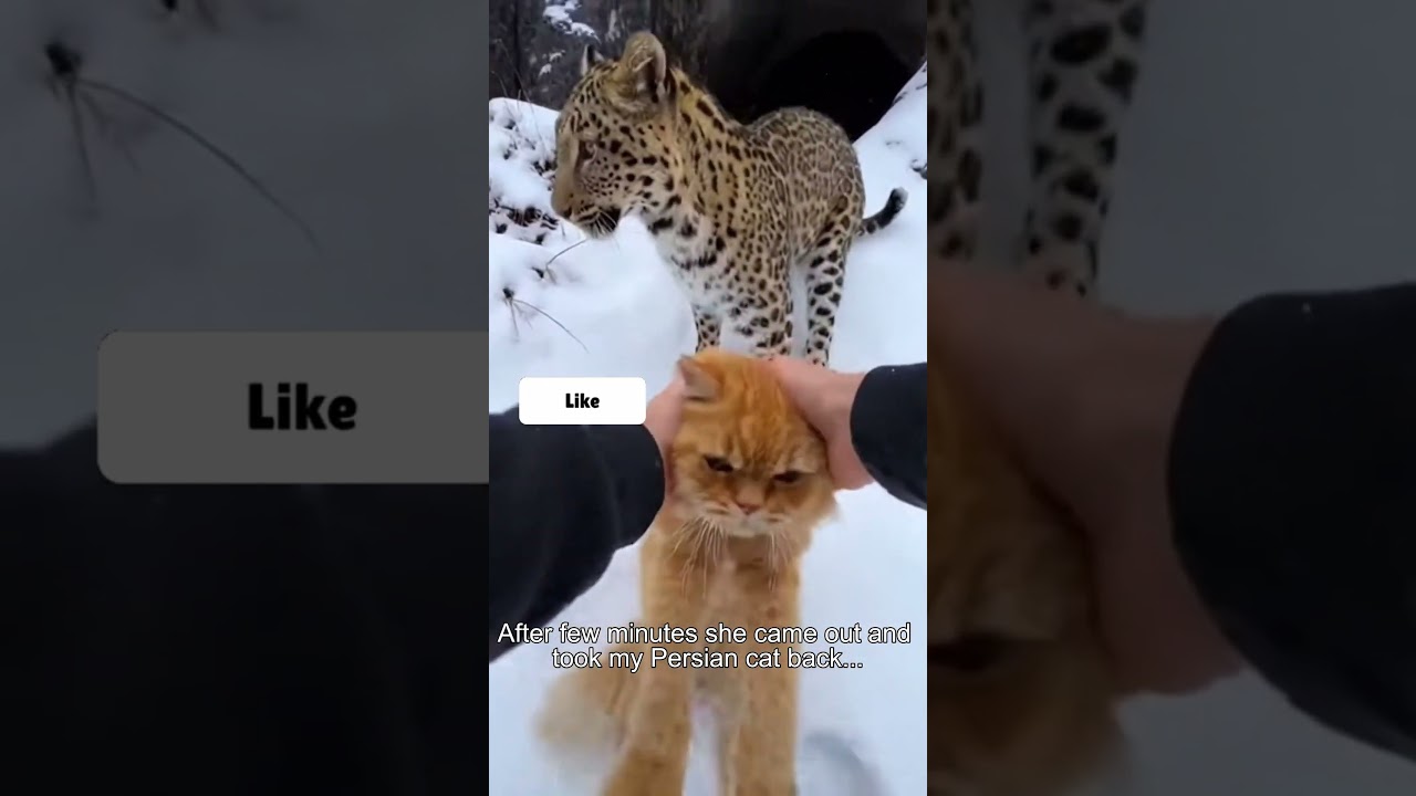 I Had To Rescue Her. Her Cubs Were Waiting | operation rescue #leopard #rescue #puppy #shorts