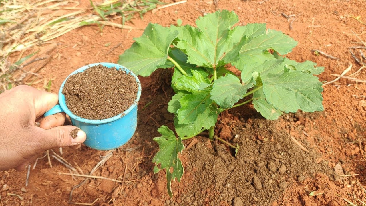 ESSE &Eacute; O MELHOR ADUBO PARA O QUIABO E OUTRAS PLANTAS - DANIEL BARONI