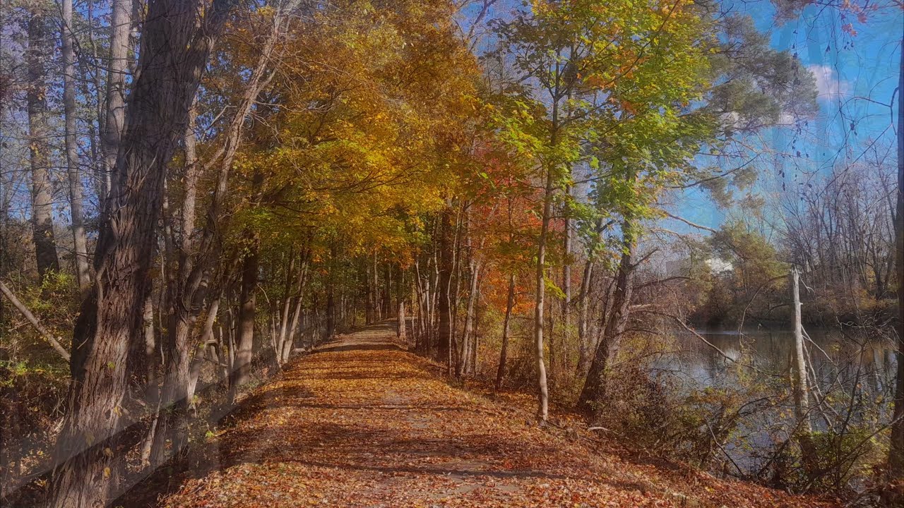 Upstate NY Autumn Trees