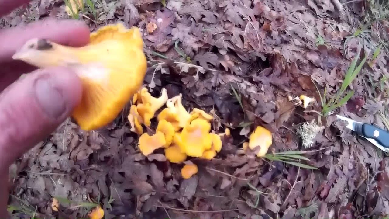 Cantharellus cibarius & Cantharellus pallens 2015 [HD]