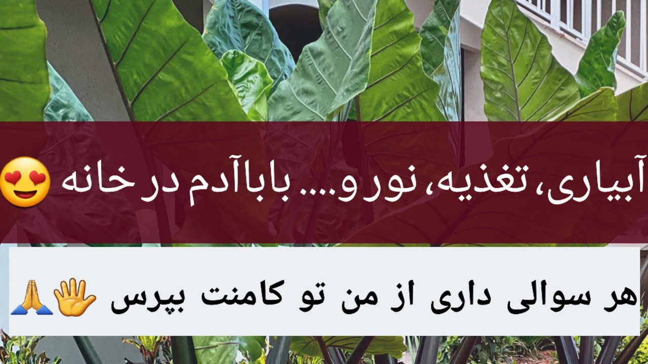 نگهداری بابا آدم 😍 | نور، آبیاری، تغذیه، کود دادن و رطوبت 😎