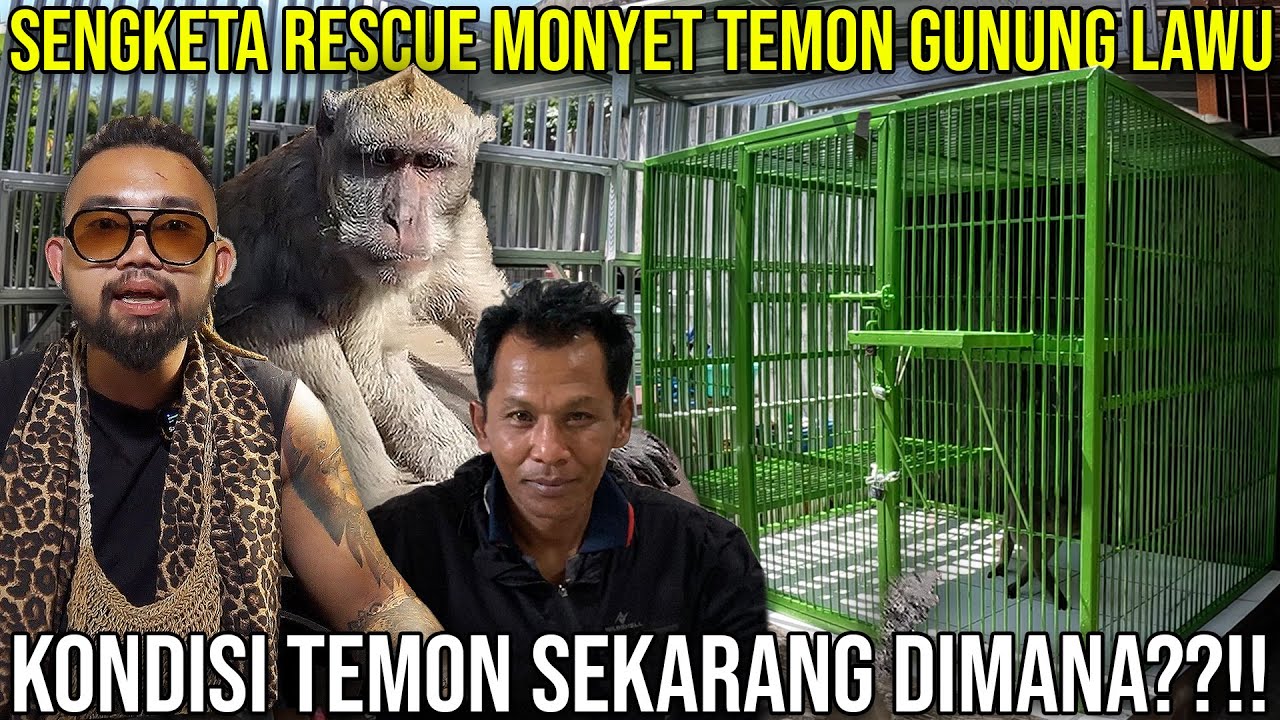 SENGKETA RESCUE MONYET TEMON GUNUNG LAWU KONDISI TEMON SEKARANG DIMANA??!! #AudreyA #KINGOFTHEJUNGLE