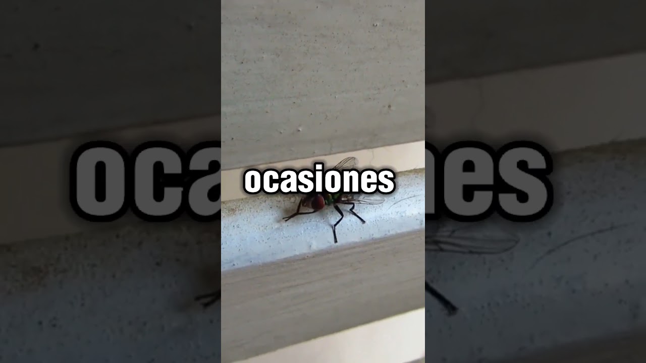 SABIAS QUE CUANDO LAS MOSCAS SE FROTAN LAS MANOS... #mosca #moscas #shortsyoutube #stumble