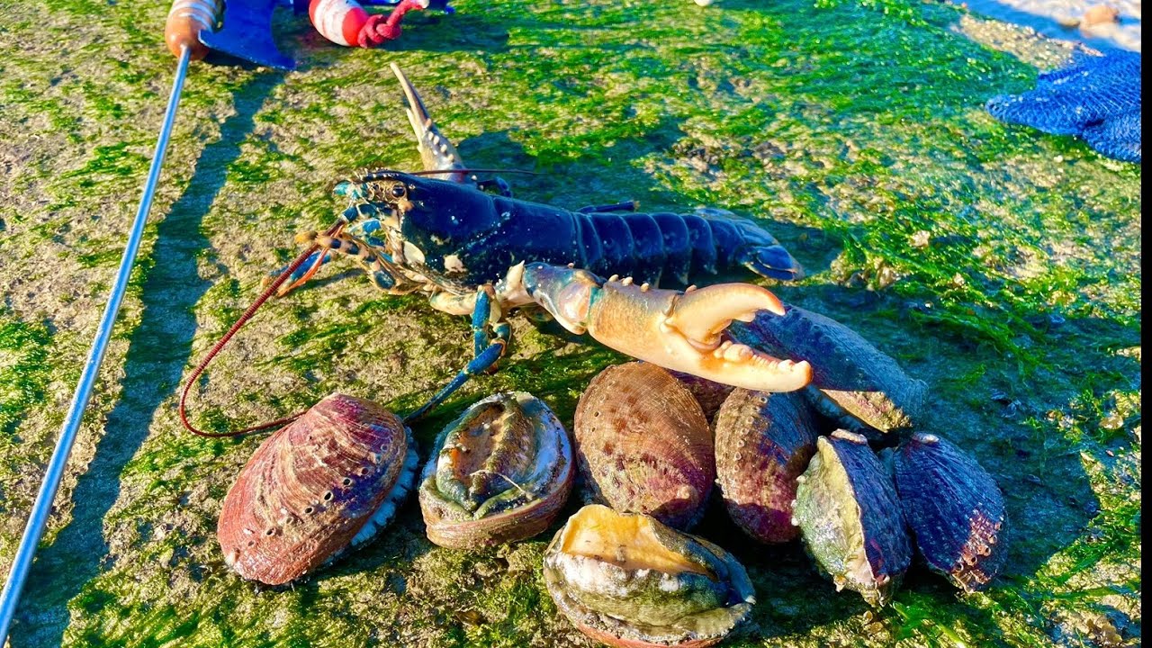 Big Lobsters & Abalone  - Coastal Foraging ! Catch n Cook