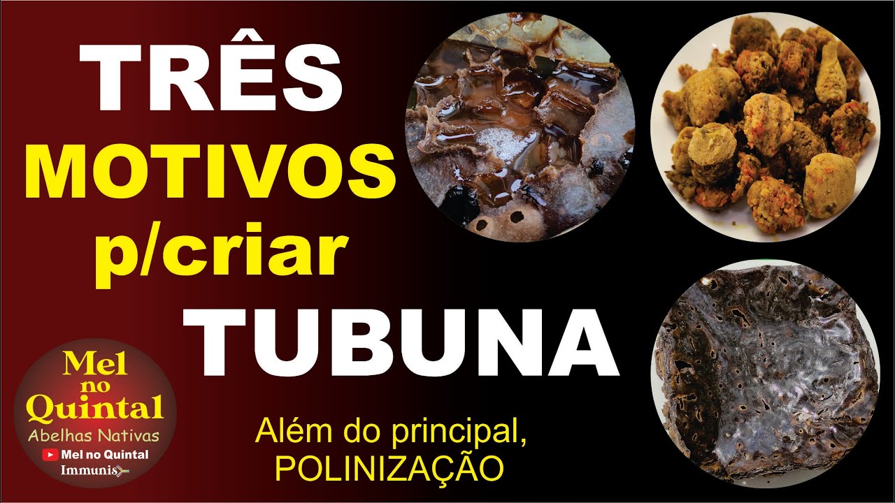 ABELHA TUBUNA, espécie com grande POTENCIAL, realmente compensa criar!!