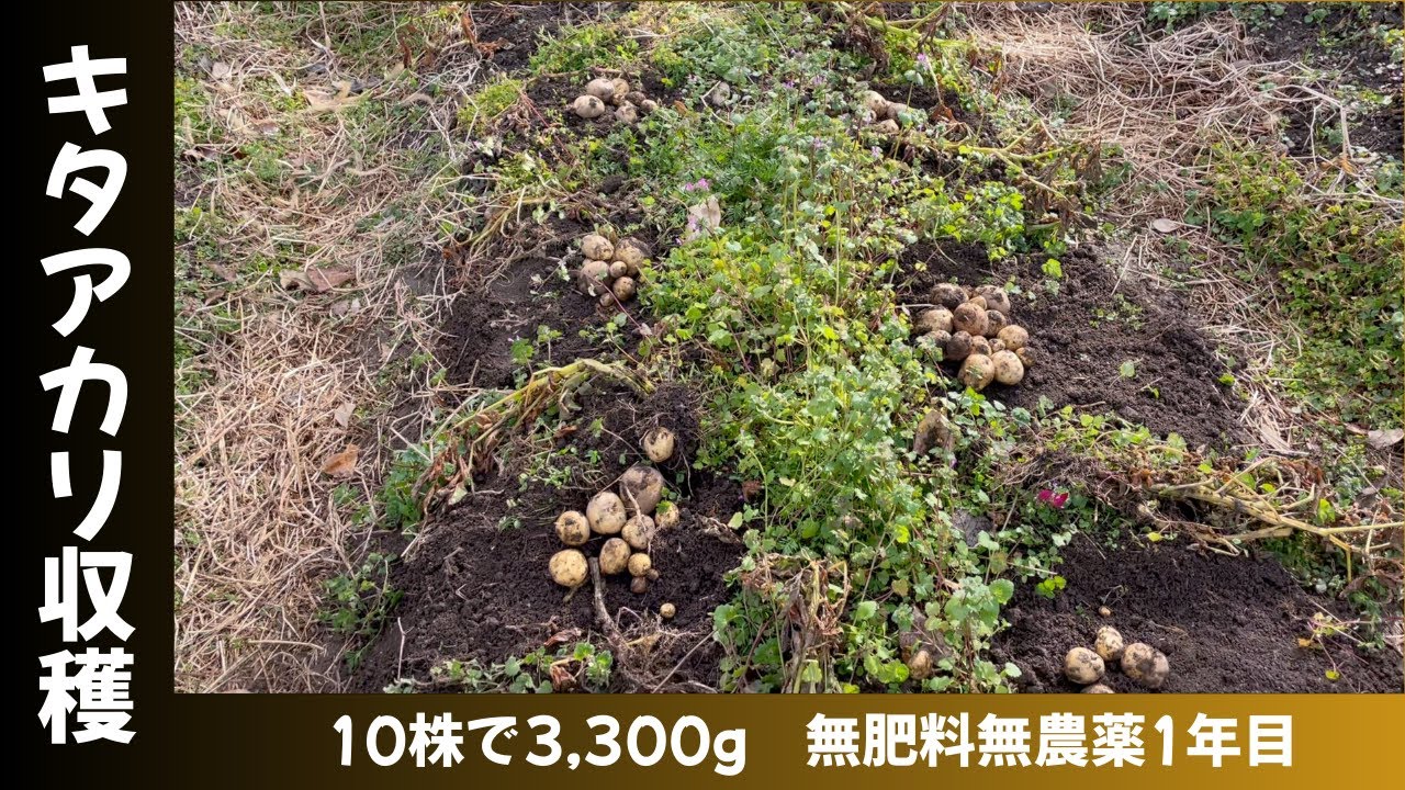 12月22日　キタアカリ収穫　10株で3,300g　無肥料無農薬1年目