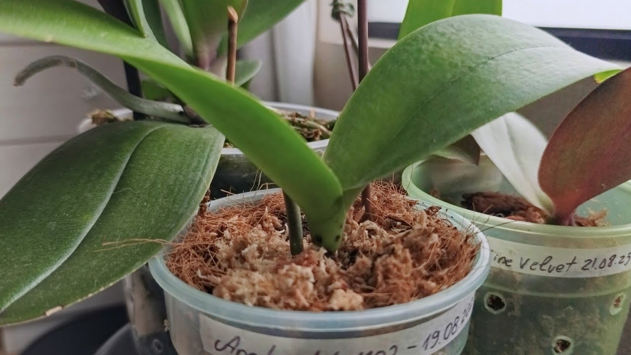Evita raíces podridas en tus orquídeas