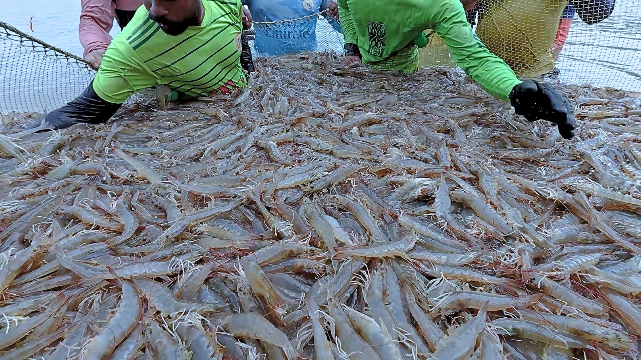 Dalam Budidaya Udang Vannamei Air Tawar!! High Density Shrimp Cultivation!!