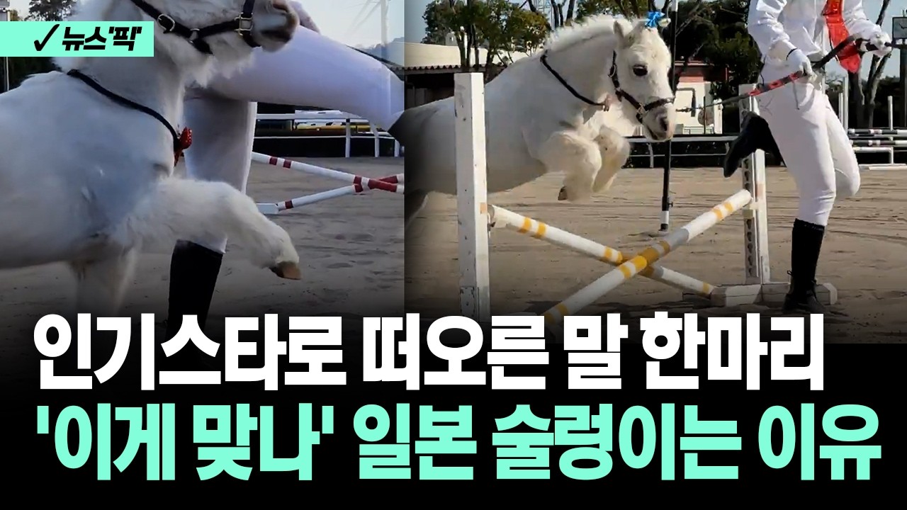 [뉴스'픽'] 인기스타로 떠오른 말 한마리... '이게 맞나' 일본 술렁이는 이유