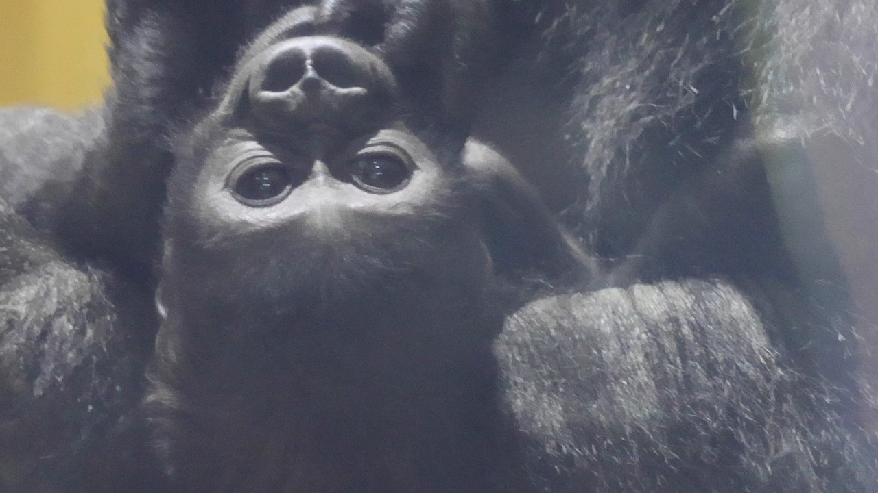 小さな赤ちゃんゴリラ、でも目には力がある｜京都市動物園｜撮影日2026.3.3｜【きょうのゴリラ】