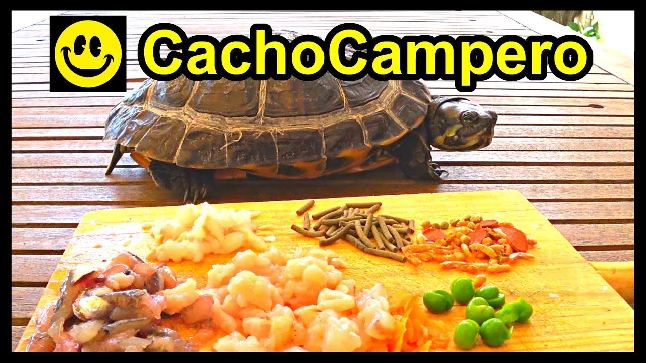 8 Alimentos que le encantar&aacute;n a tu tortuga de agua y c&oacute;mo dosificar la dieta o comida de tu tortuga