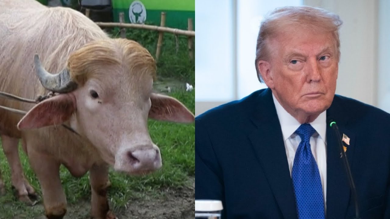 Rare albino buffalo nicknamed &lsquo;Donald Trump&rsquo; spared from slaughter after viral videos
