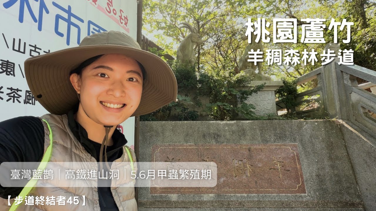 步道終結者45-桃園蘆竹羊稠步道｜成群臺灣藍鵲｜高鐵進山洞風景｜桃園必走步道
