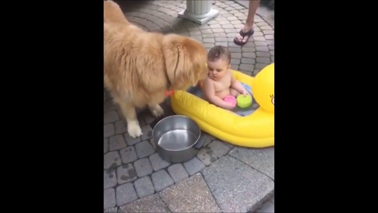 Golden Retriever Ayuda a Beb&eacute; Ba&ntilde;arse | Videos De Animales Chistosos