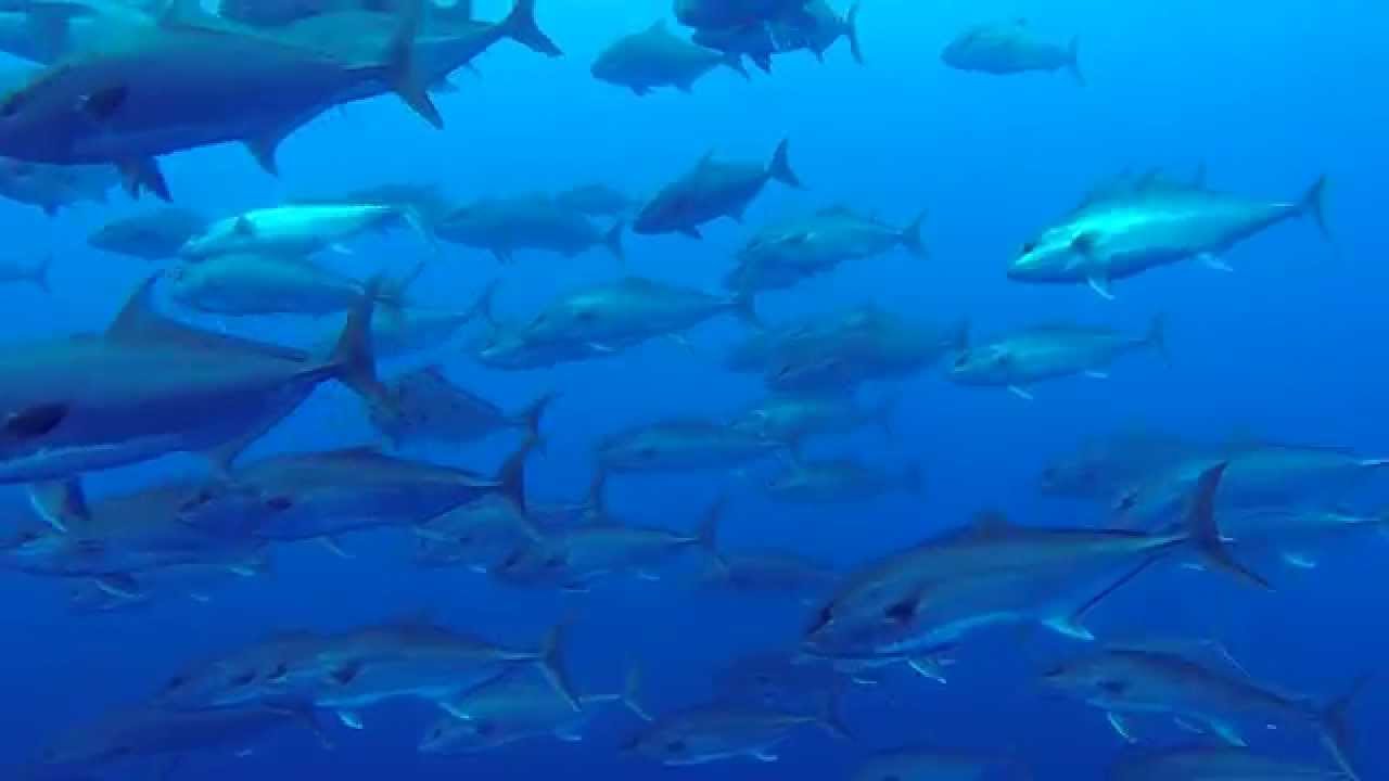 Azores - Pico Island - HD 1080p