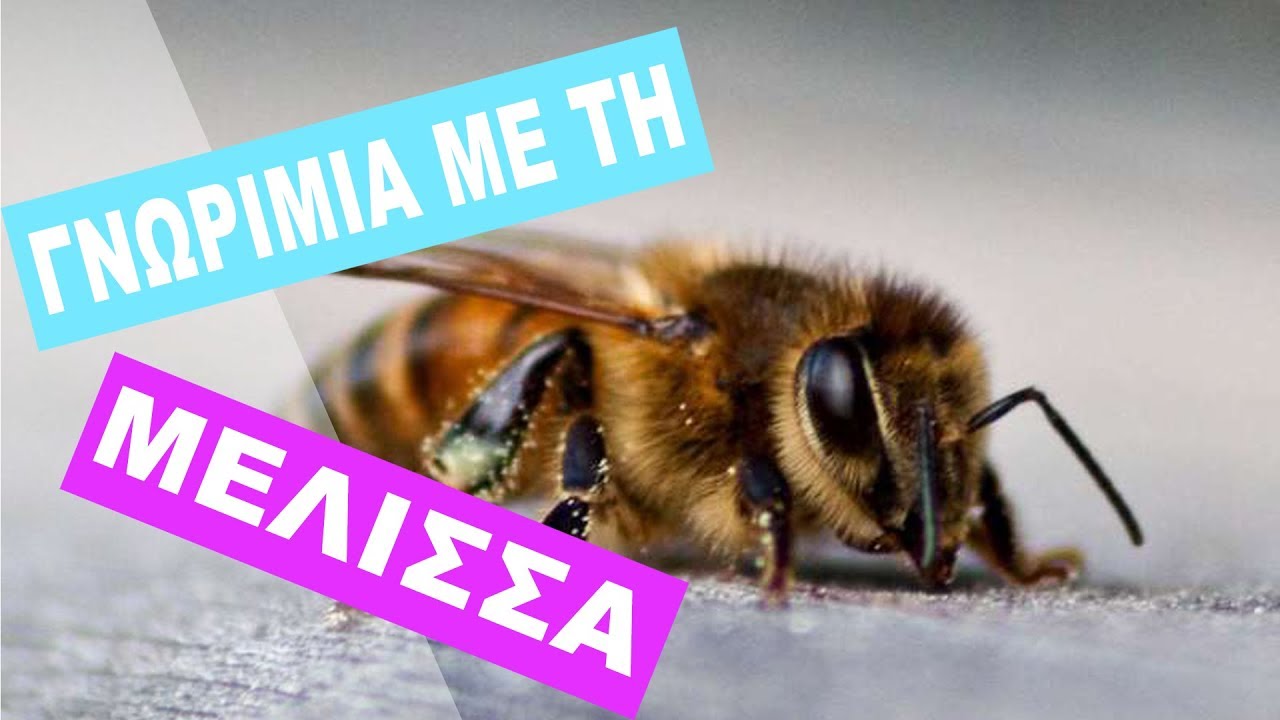 Γνωριμία με τη μέλισσα