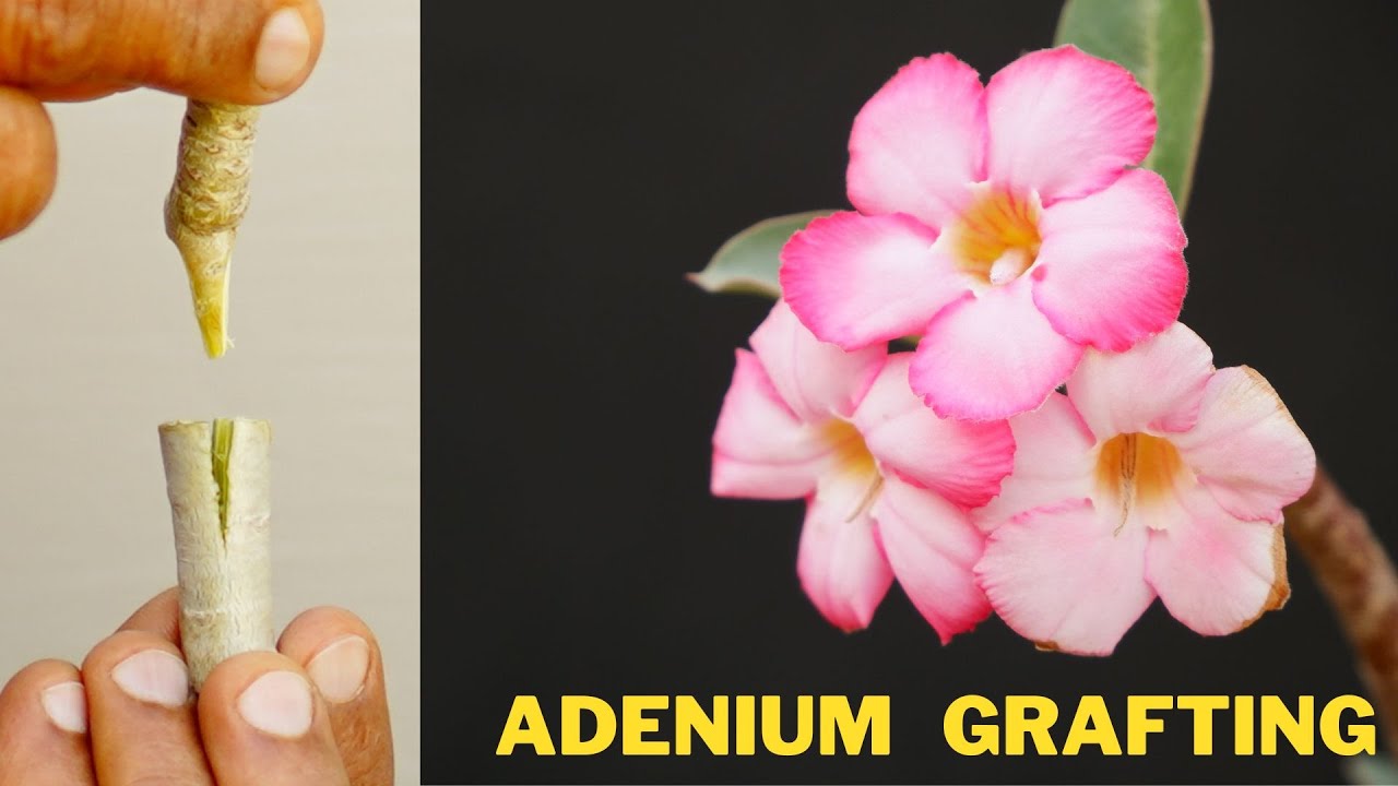 Your Adenium Grafting Won't Fail ? Multicolor Grafting