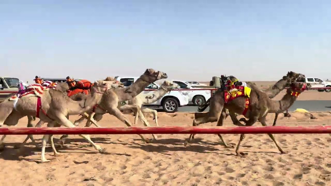 ش 4 قعدان مفاريد عز الجيش ل فهد عبدالله الجروح الشمري 
