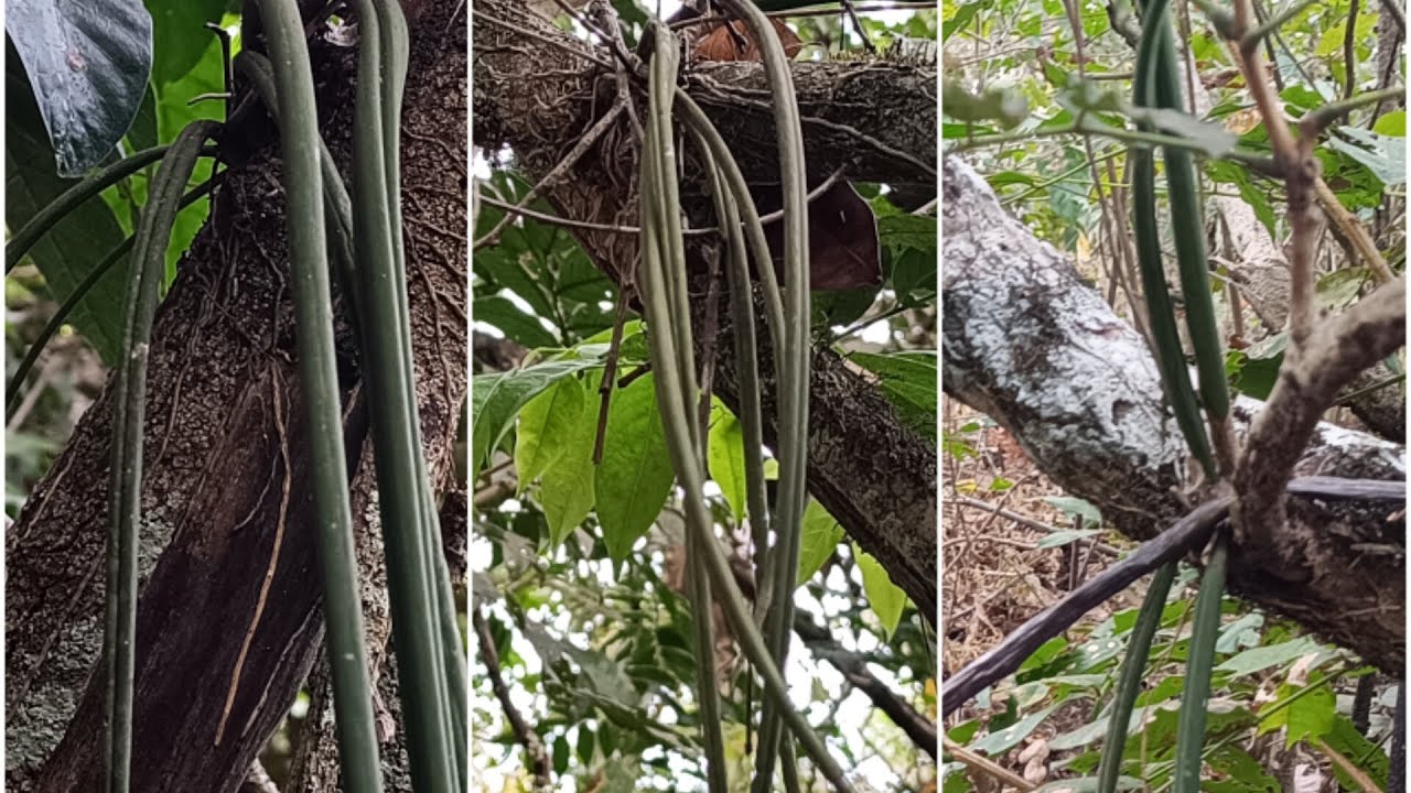 🌼Orquídeas no habitat natural. Oncidium cebolleta gigante encontradas no interior goiano.