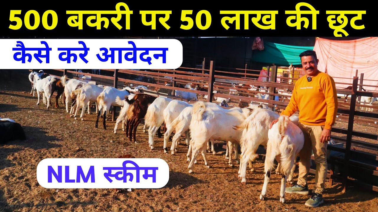 500 बकरी पर 50 लाख की छूट । NLM scheme। 50 lakhs subsidy on 500 goats। @indianAgrovet