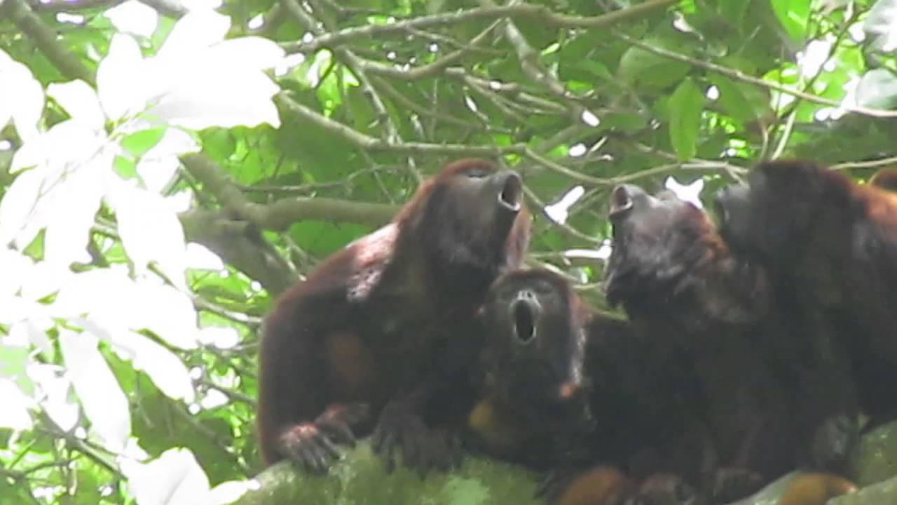 Mono Aullador (howler monkey)  Tayrona