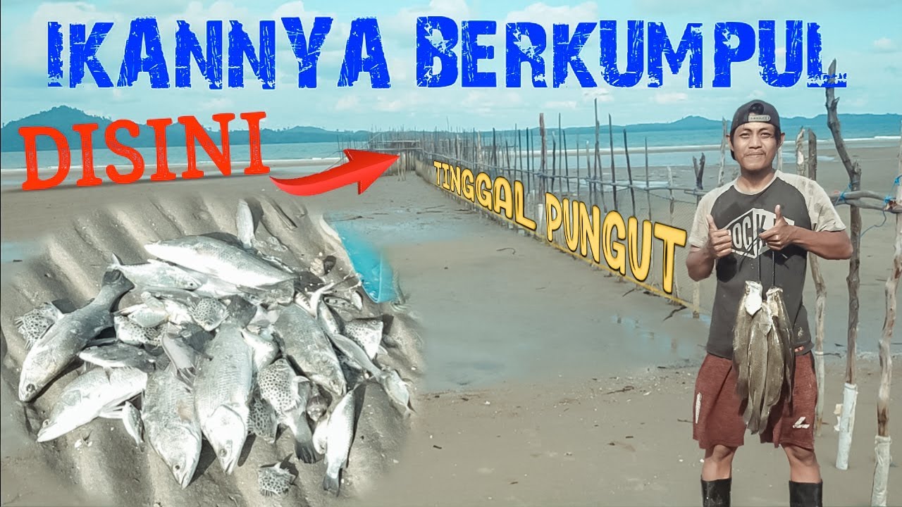 PANEN IKAN BARRAMUNDI DIPINGGIR PANTAI ‼️