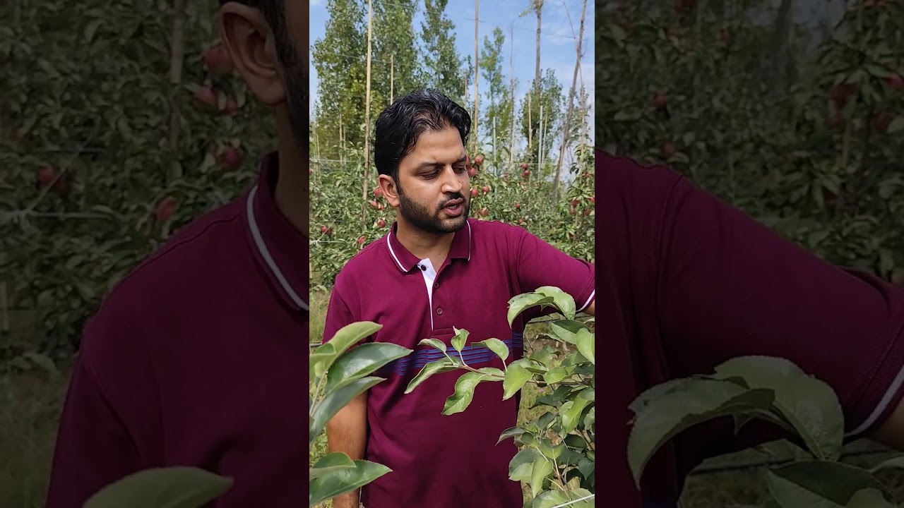Best Apple Variety Cosmic crisp. Some information about the variety by Faheem Bhat call 7006349834