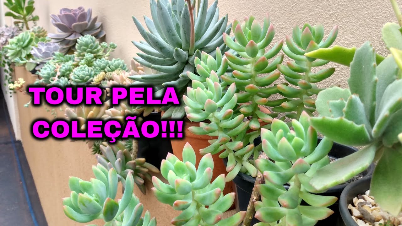 ATUALIZAÇÃO DOS MEUS CACTOS E SUCULENTAS!