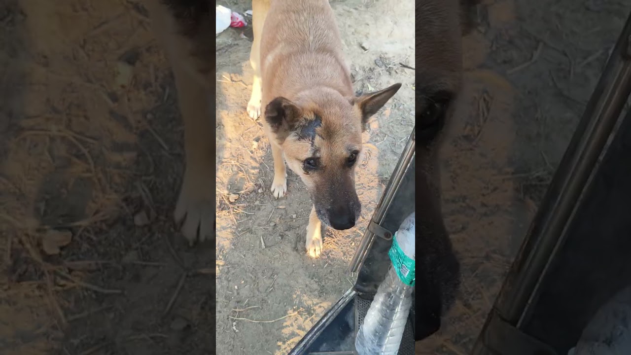 Animals lover help poor dogs 🙏