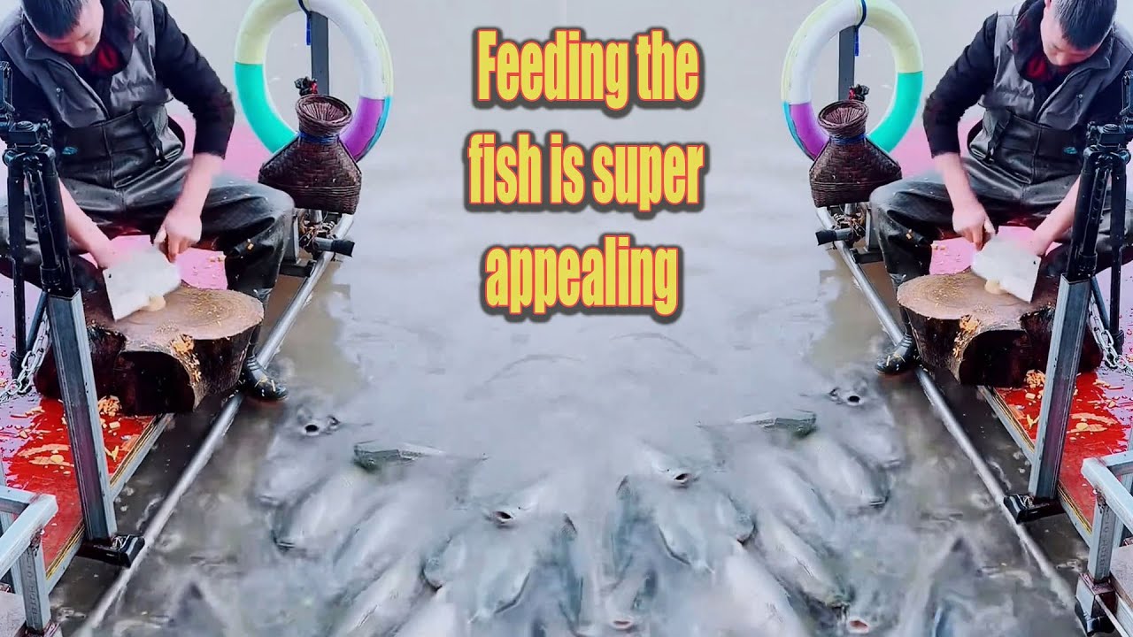 🔴Livetreams🔴Feeding the fish is so much fun!
