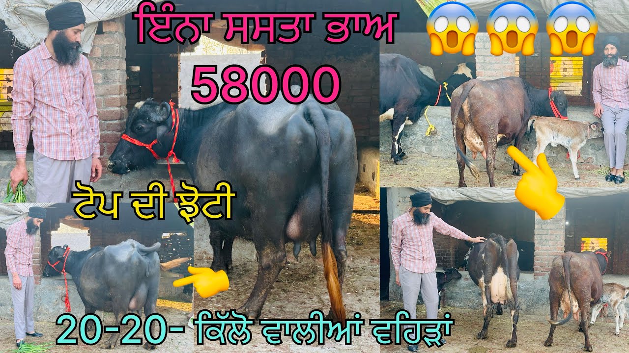 6 ਫ਼ਰਵਰੀ 2026 ਫੋਨ 📞 9781309418 ਆਗਿਆ ਬਾਈ ਦਲਬੀਰ ਸਿੰਘ ਲੈ ਆਇਆ ਕੋਕੇ ਪੀਸ ਵਹਿੜਾਂ 20+ ਦੁੱਧ 🥛👍