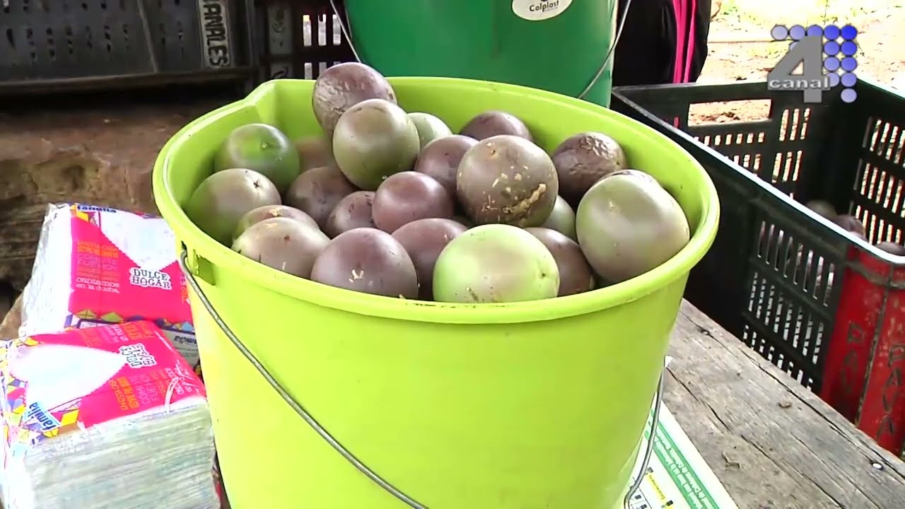 POR EL CAMPO GULUPA