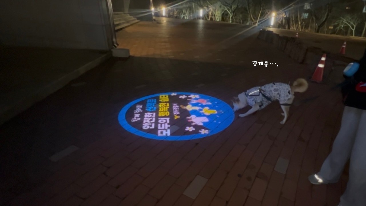 사납다던 진돗개? 현실은 쫄보 애교쟁이입니다