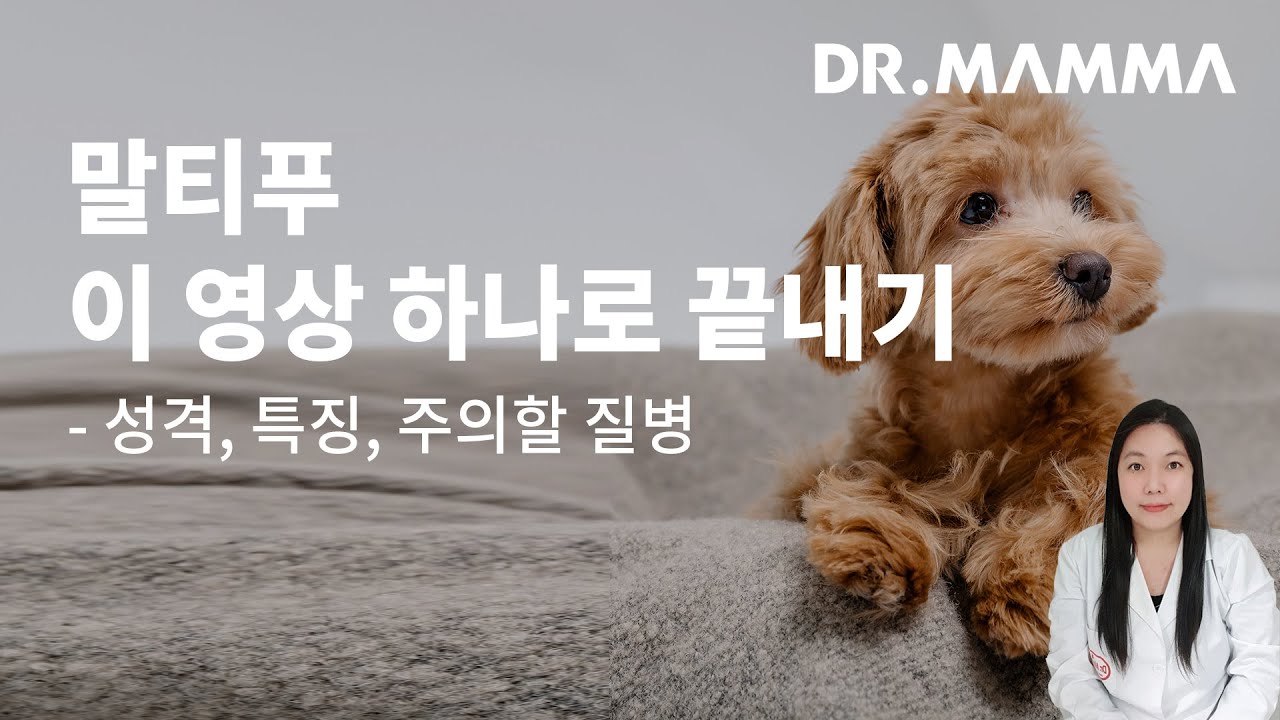 말티푸 성격부터 주의해야 할 질병까지! 궁금한 것 한번에 정리
